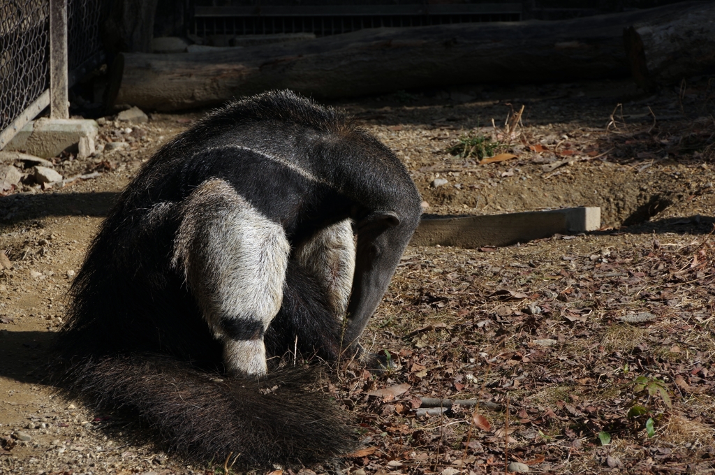 オオアリクイ和尚の「お座り。」