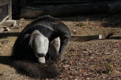 オオアリクイ和尚の「お座り。」