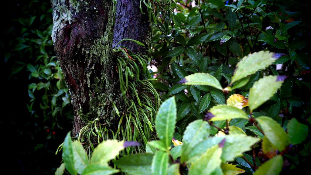 濡れた緑を撮る