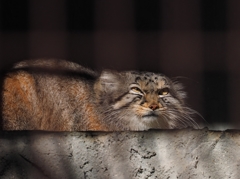 やさぐれマヌルネコ。