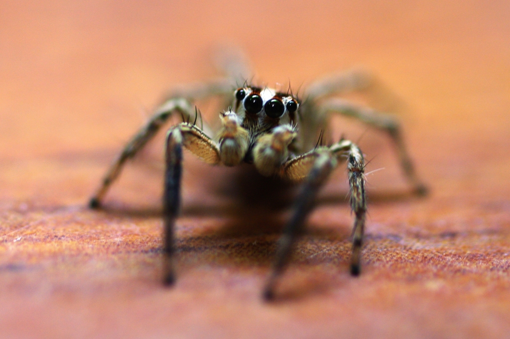 ぼくは可愛いと思うんですが。