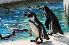 ペンギンズメモリー