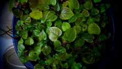 濡れた緑を撮る