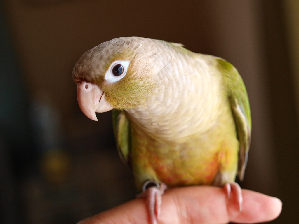 むーちゃん　@ホオミドリアカオウロコインコ　シナモン