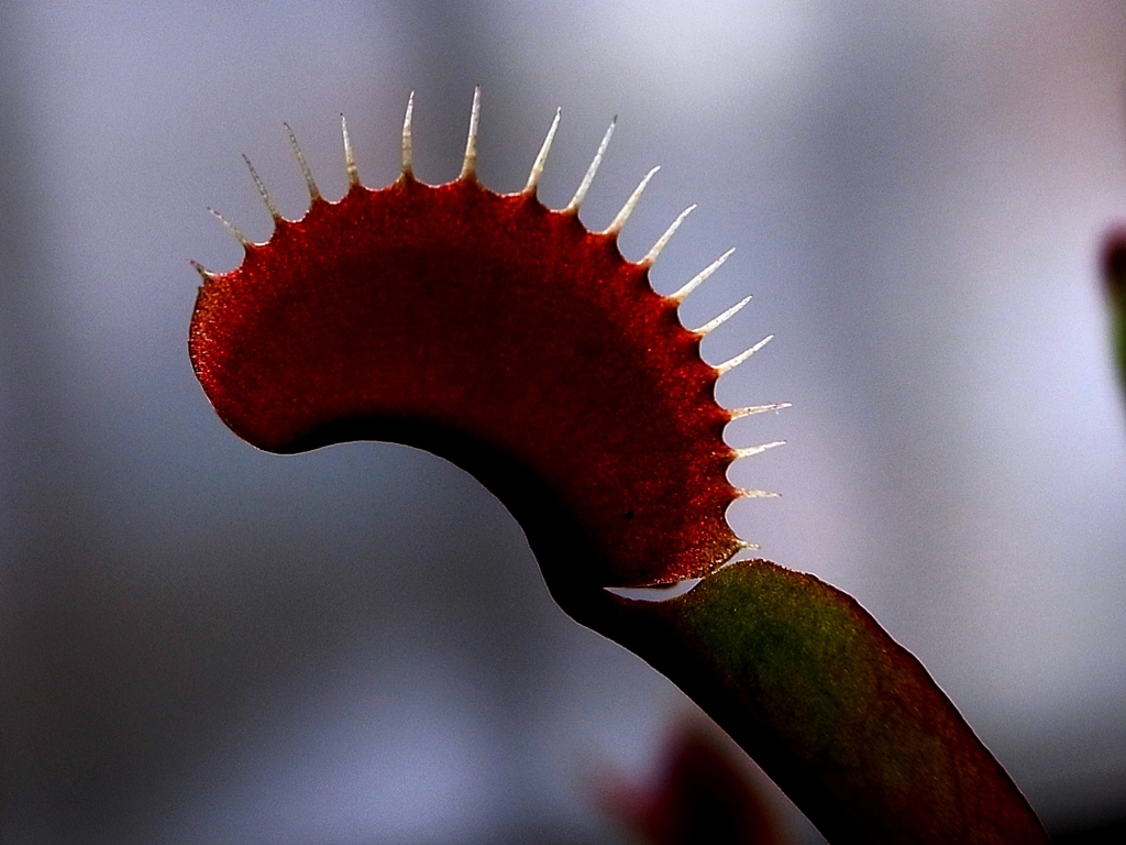 赤い牙　ハエトリソウ