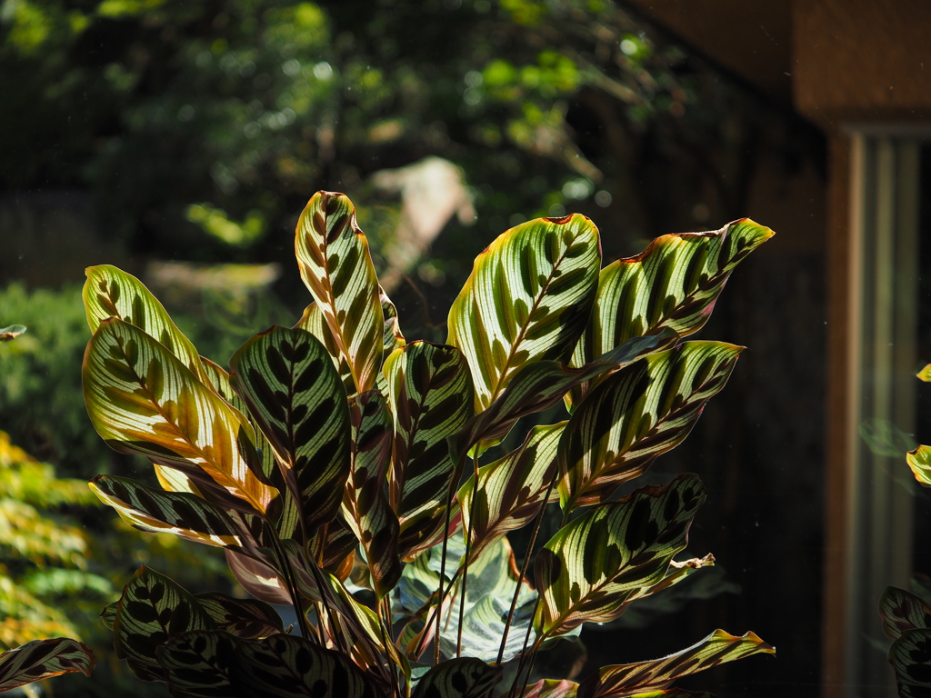 なんて植物?