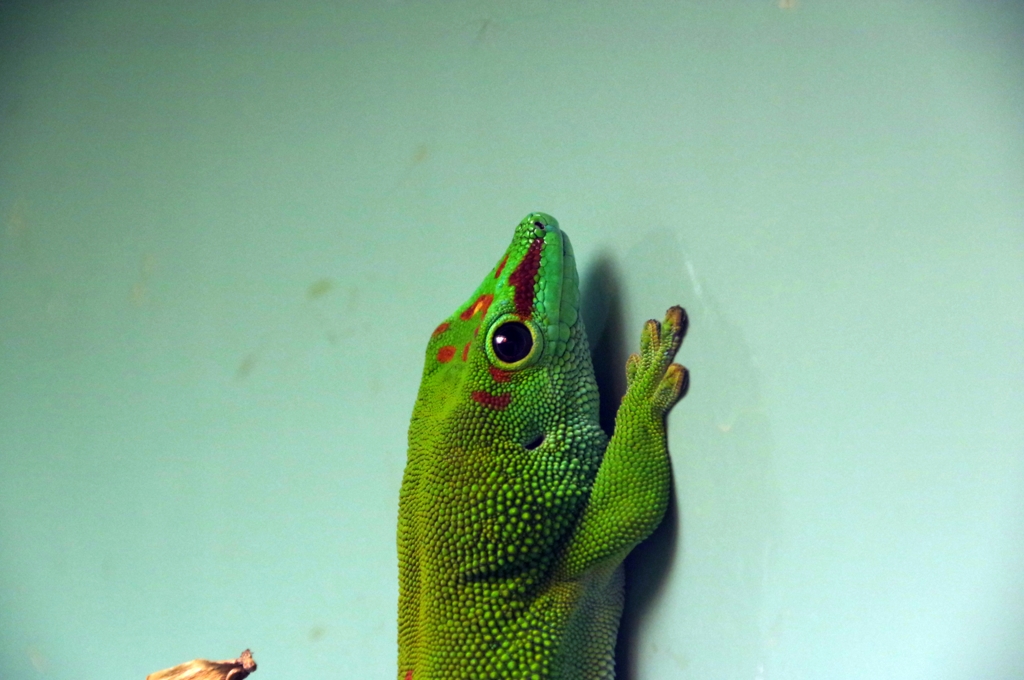 つぶらな瞳とはこういうことを云うのだ。グランディスヒルヤモリ