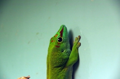 つぶらな瞳とはこういうことを云うのだ。グランディスヒルヤモリ