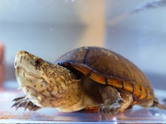 フロリダドロガメ。