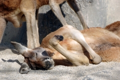 ぐうたらオヤジ。アカカンガルー