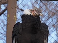 コンドルは飛んで・・・行かない。