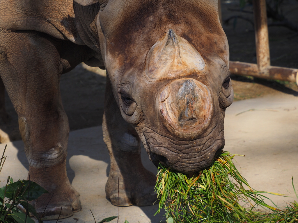 ソバのように草を食う。クロサイ