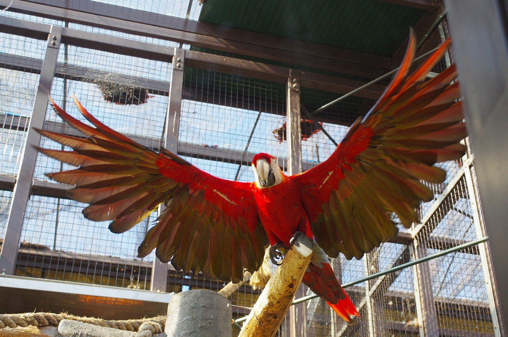 ばさっっっっっ