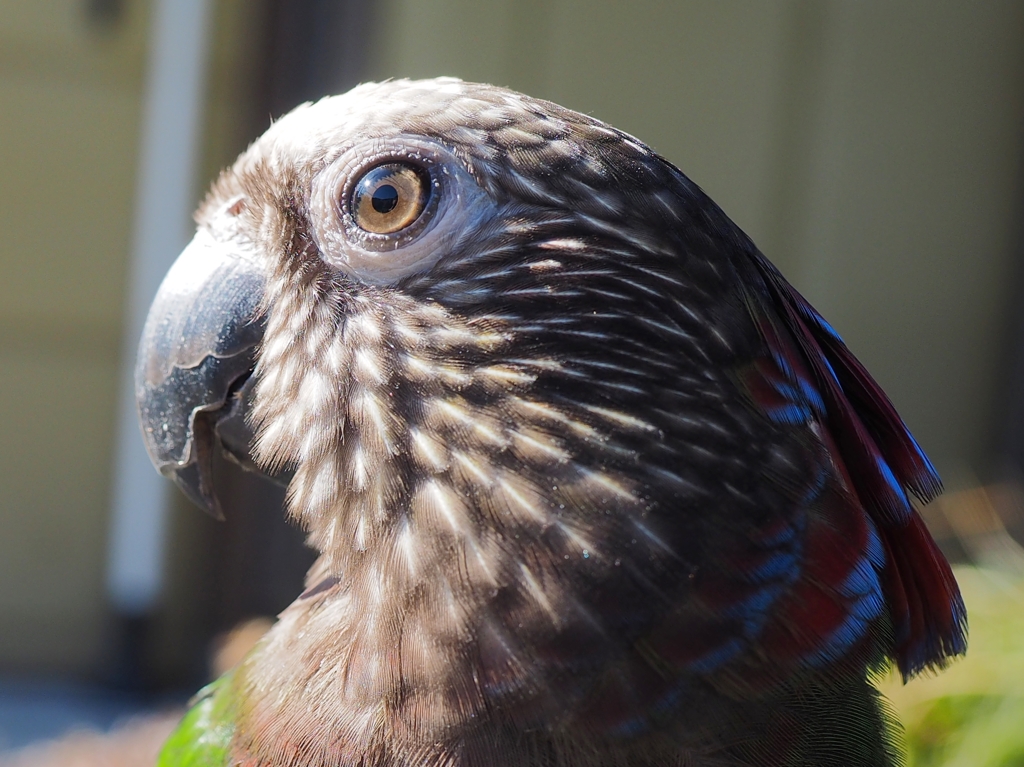 レンズの眼。ヒオウギインコ