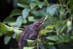 ちっこいトリケラトプス。ジャクソンカメレオン。