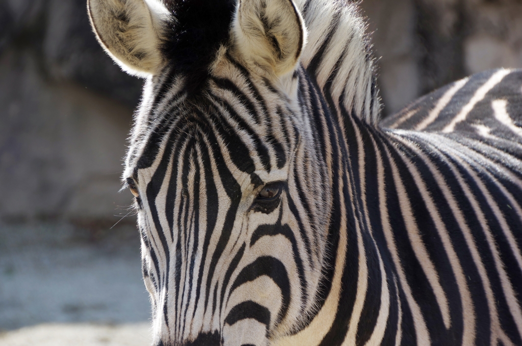 凛としてシマウマ。
