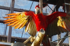 ばさっっっっっ