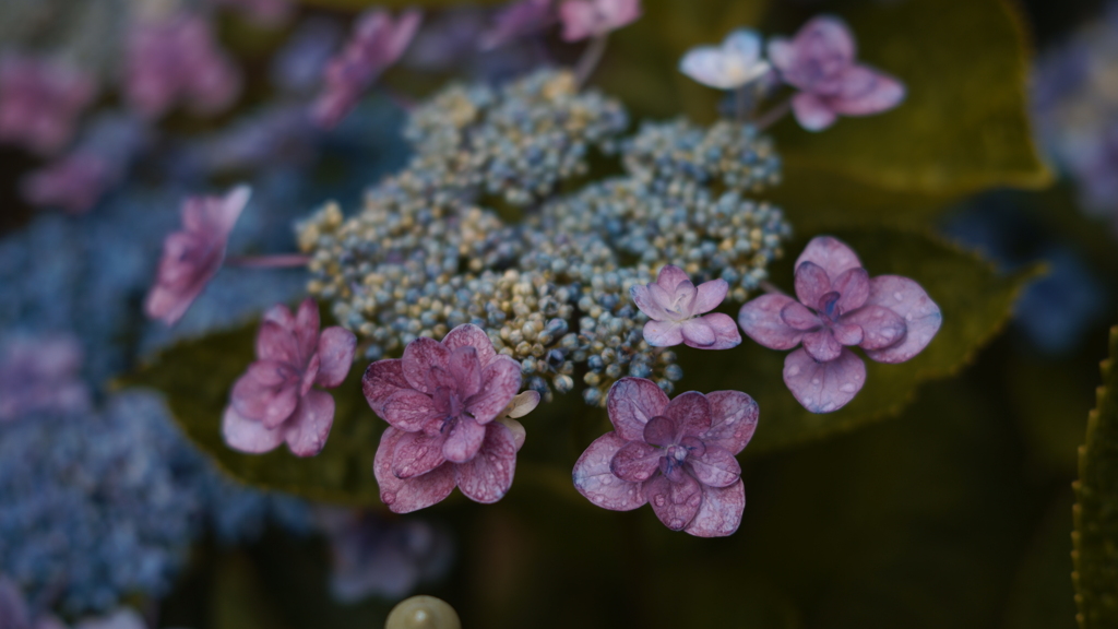 紫陽花　fov.BLUE