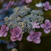 紫陽花　fov.BLUE