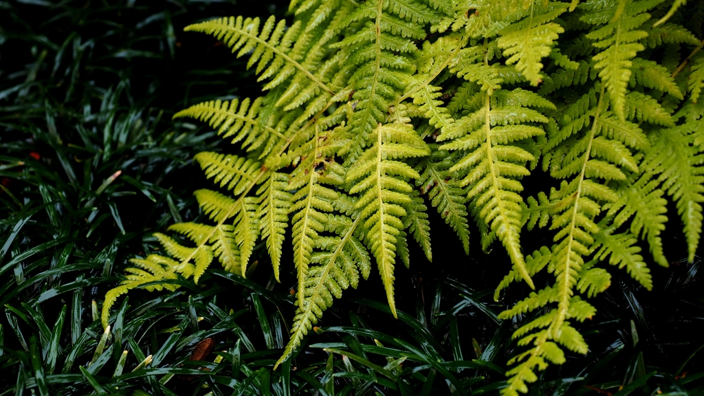 濡れた緑を撮る