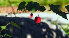 つり下がったハート。。。