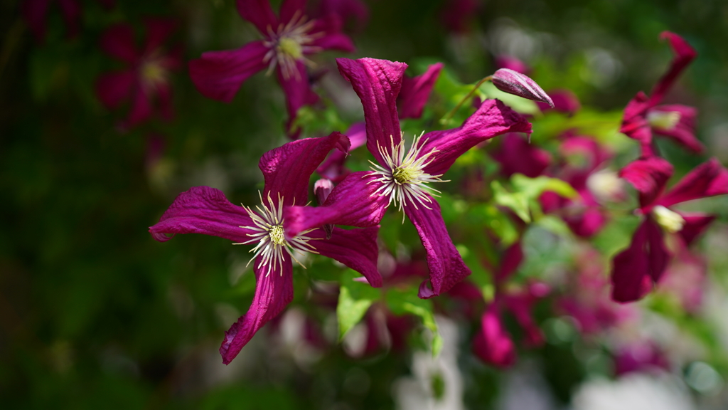 庭の花