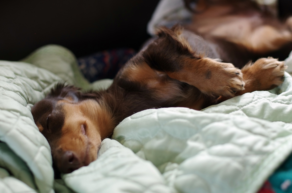 ぐだ犬。