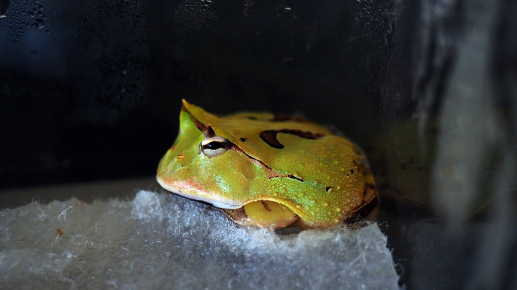 アマゾンツノガエル。amazon horned frog