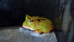 アマゾンツノガエル。amazon horned frog