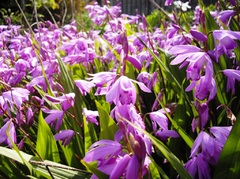 光にゆられて。