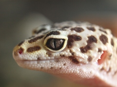 レオパードゲッコー。