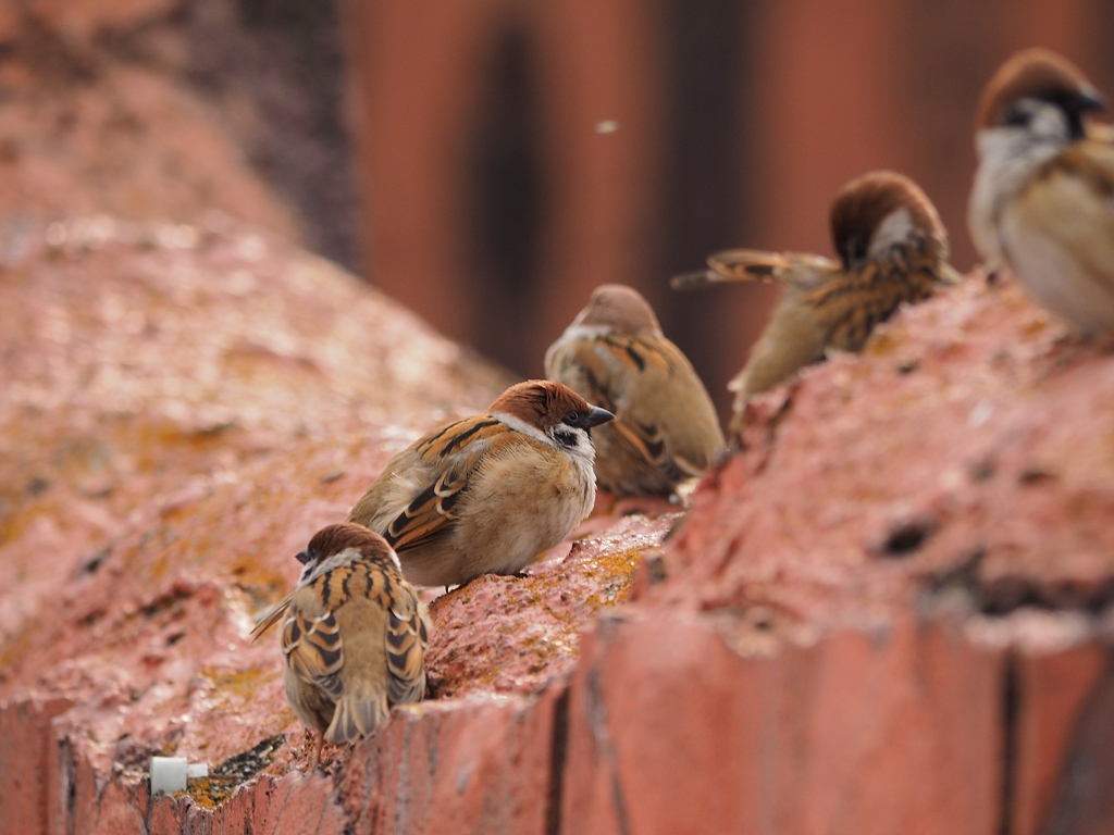 もこもこスズメちゃん。