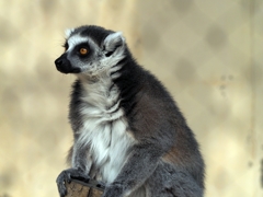 肖像画みたいな。。。ワオキツネザル