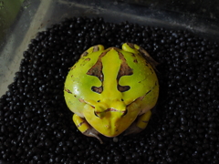 水風船蛙。アマゾンツノガエル