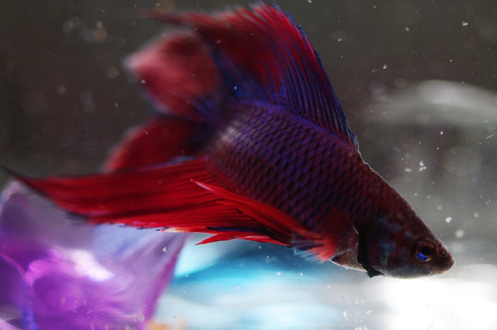 闘魚、妖絶なり。