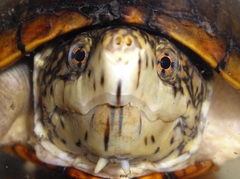 フロリダドロガメ。クロスアイズ。