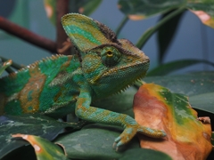 造形美。　エボシカメレオン