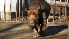 角が無くとも。