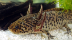 Ambystoma andersoni