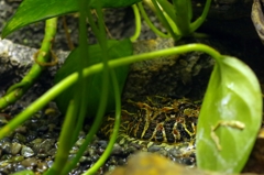 REALジャバ・ザ・ハット　ベルツノガエル