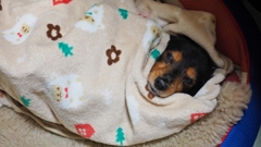 眠過ぎさん。