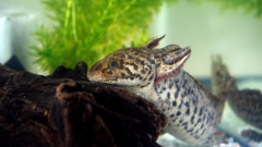 Ambystoma andersoni