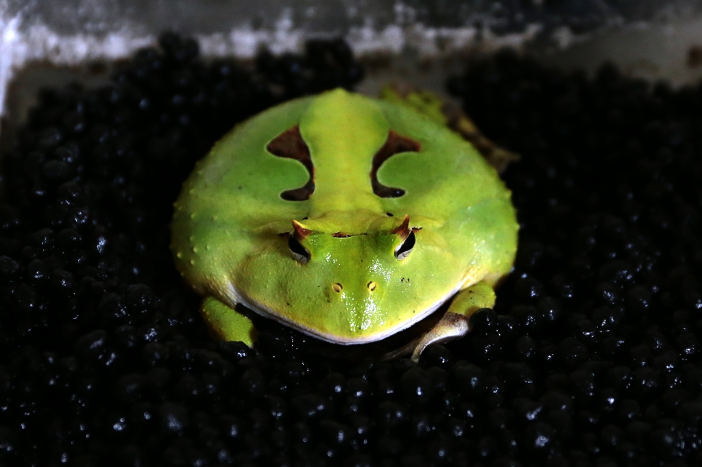 ぷち饅頭蛙。