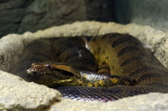 アナコンダ。漢字で書くなら、穴棍蛇。