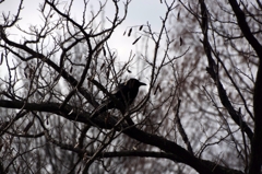 冬景色と鴉。