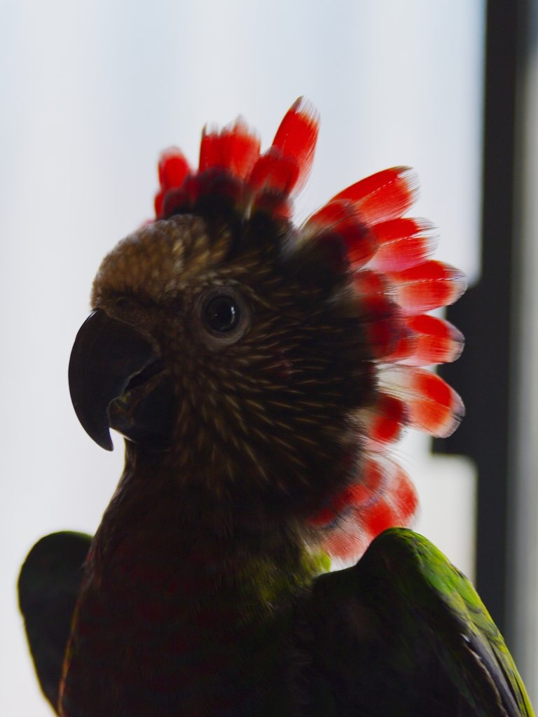 ヒオウギインコのHOPI