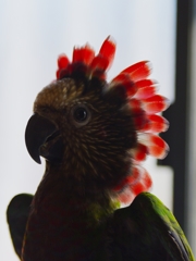 ヒオウギインコのHOPI