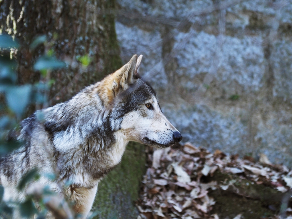 TIMBER WOLF