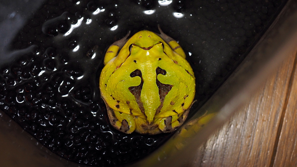 背中に翼(の模様)を持つカエル(笑)