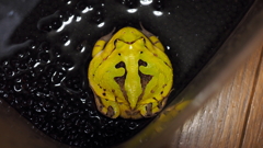 背中に翼(の模様)を持つカエル(笑)